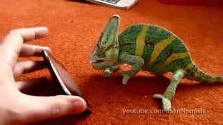 Chameleon was frightened by iphone what he saw