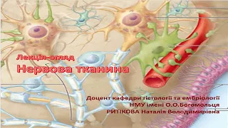 Лекція-огляд : Нервова тканина