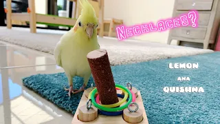 Bird gets in trouble while playing with bird toy