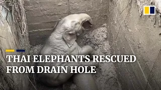 Dramatic rescue of giant elephant and her calf from a hole in Thailand national park