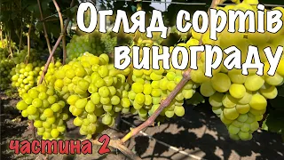 ОГЛЯД СОРТІВ ВИНОГРАДУ. ЯК МИ ФОРМУЄМО ВИНОГРАД НА АРКУ. ЕКСКУРСІЯ. ЧАСТИНА 2