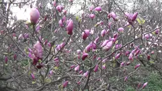 Magnolia Flowers in Full Bloom in Kiev University Botanic Garden, Ukraine