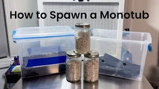 Beginner Guide: Modified Monotub Setup for Growing Mushrooms