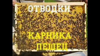 Развитие отводков. Карника пешец