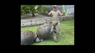 104 YEAR OLD TORTOISE | Huge turtle   #Shorts