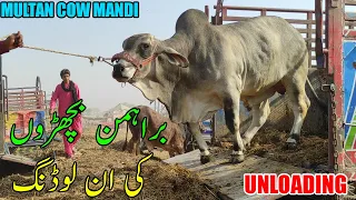 BRAHMAN BACHRON KI UNLOADING IN MULTAN COW MANDI | SS Tv |