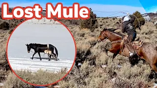I lost an EXPENSIVE mule: Vlog #30