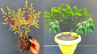 New way to make mango branch grow from cutting with Banana | How To Grow Mango Tree From Cutting.