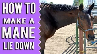 How To Train Your Horses Mane To Lie On One Side