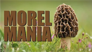 Finding Morel Mushrooms in the Bee Yard!