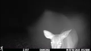 Deer use trail cam as scratching post