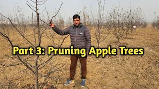 Part 3: Pruning Apple trees |  MM106 | MM111| M7 | Seedling | #TemperateFarming