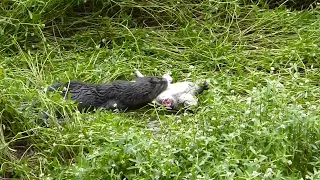 River Otter vs Common Snapping Turtle