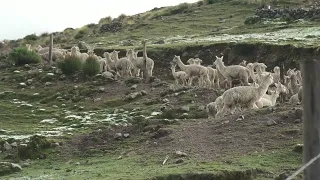 Ausangate, Upis. Alpacas