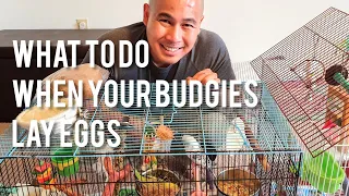 What to Do When Your Budgies/Parakeets Lay Eggs