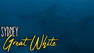 Great White Shark Encounter - Sydney Northern Beaches
