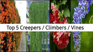 Top 5 creepers/Climbers/Vines In India || Top Flowering Creepers/Vines || Best Climber Plants In ind