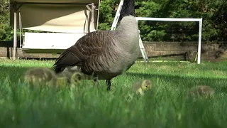 Baby Geese Closeup | 4K