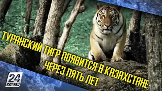 Туранский тигр появится в Казахстане через пять лет