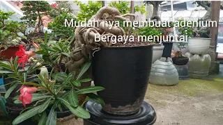 cara mudah membuat adenium bergaya cascade