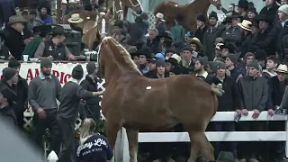 Captain Encore's Gracie - Lot 424 at the Mid-America Draft Horse Sale