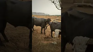 #buffalo_pada_mating #cow_mating_bull