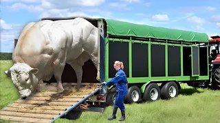 The Biggest Farm Animals