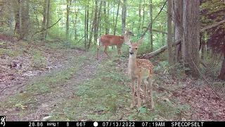 WHITETAIL DEER FAWN CHECKING OUT THE BROWNING  Trail CAMERA - #trailcamology