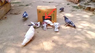 দেখে নিন কবুতর ধরার টেকনিক,take a look at the technique of catching pigeons,