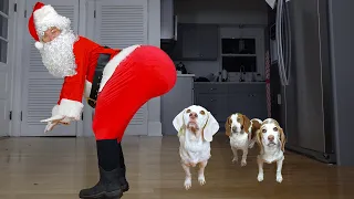 Dogs are Shocked by Twerking Santa! Funny Dogs Maymo, Indie & Potpie Get Christmas Dance Party