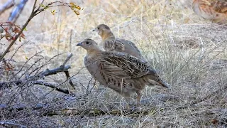 Gray partridges in early autumn / Серые куропатки в начале осени