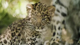 Pair of rare leopard cubs romp at San Diego Zoo