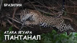 Мир Приключений - Самка ягуара на охоте. Пантанал. Бразилия. Jaguars attack. Pantanal. Brazil.