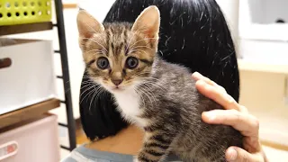 A mother carrying a kitten on her shoulder and a kitten waiting on her lap