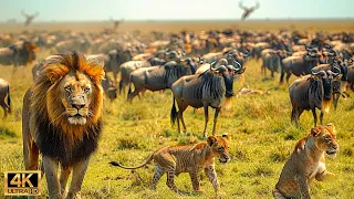 4K African Wildlife: The World's Greatest Migration from Tanzania to Kenya With Real Sounds #36