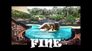 Tenerife Loro parque (Лоро парк) Шоу морских котиков