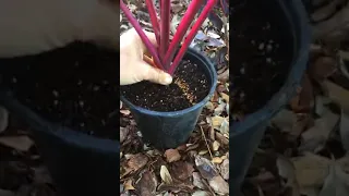 Propagate Red Ti Plants at Home for Free!