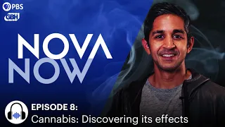 Cannabis: Discovering its Effects on the Body and Brain I NOVA Now