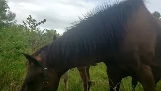 Our Mare's first foal (Laica's first foal)