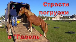 Пугающая погрузка лошади в "Газель" с помощью трюков! Не повторяйте!