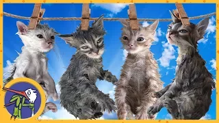 LIFEHACK - how to wash the kittens. CHALLENGE for catching fleas