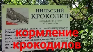 Калининградский зоопарк 2018.Показательные кормления крокодилов.