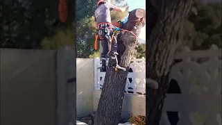 Tree cutting fail .#stihl #tree #climbing #firewood #wood #chainsaw