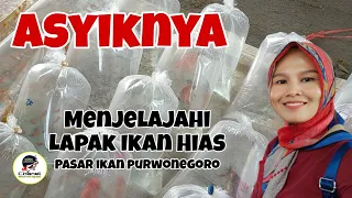 Menjelajah Lapak Ikan Hias di Pasar Ikan Purwonegoro Banjarnegara Jawa Tengah