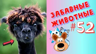 Приколы с Животными #52 / Смешные Животные / Приколы 2020 / Приколы про Животных / Лучшие Приколы