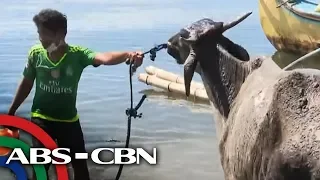 Ilang residente sa Balete, Batangas buwis-buhay sa pagsalba ng alaga | TV Patrol