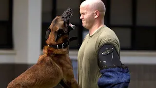 De Cachorro a Perros Militares (K9): El Duro Camino de los Canes Militares