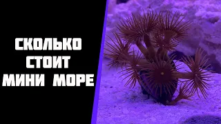 Сколько стоит запустить морской мини аквариум.