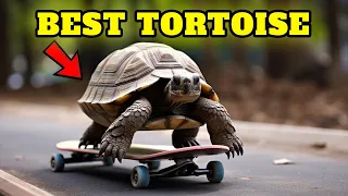 10 Best Tortoise Breeds For Beginners 🐢 Don't Get A Pet Tortoise Until You Watch This!