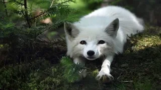 Arctic Fox Kills Snow Goose Chicks - Fox Best Hunting Skills